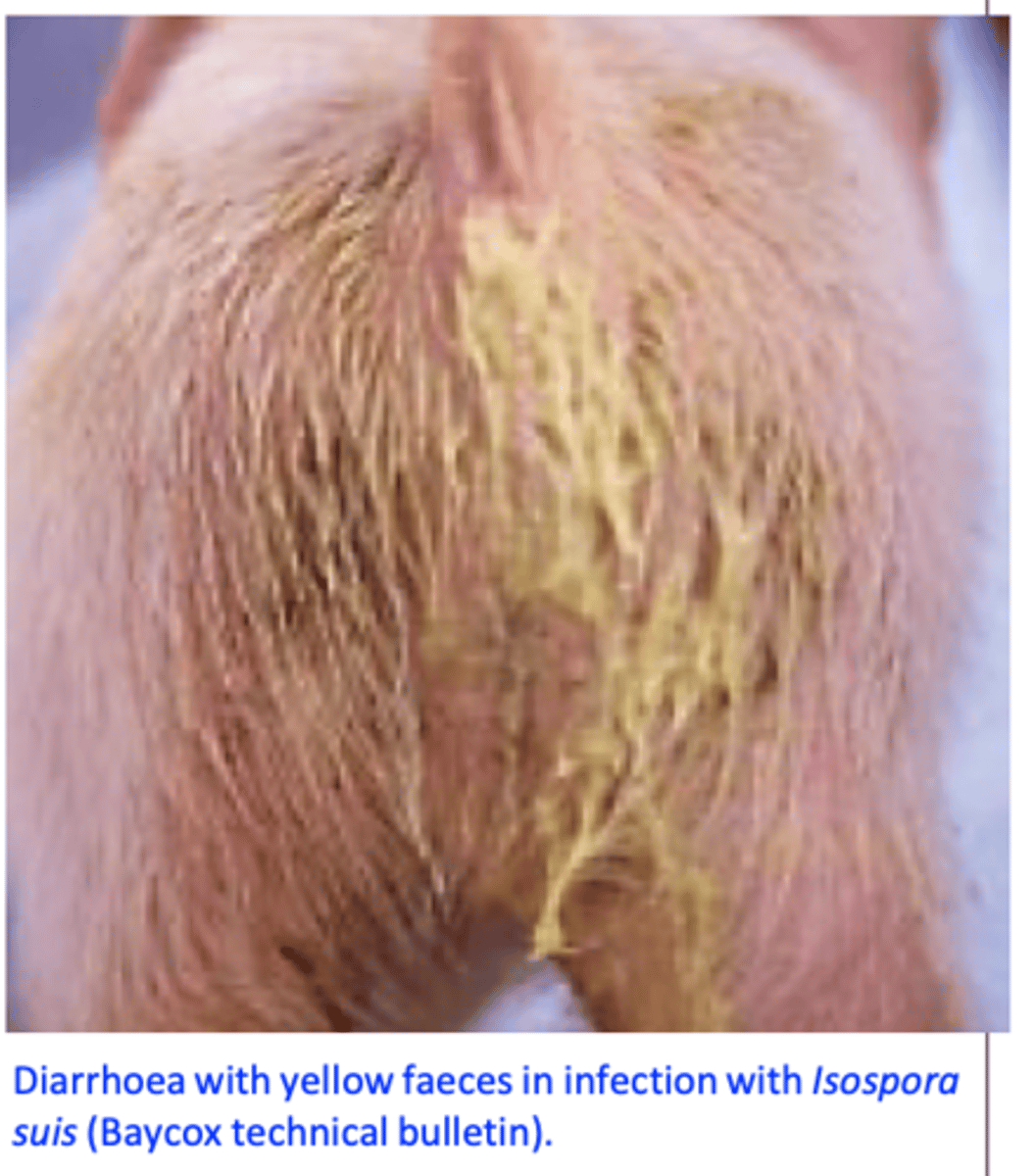 <p> Infections occur all over the world in both indoor and outdoor systems (does not seem to be associated with a particular season);</p><p> Pigs younger than 2 - 3 weeks more susceptible (most susceptible in the first 3 days of life)  age resistance develops</p><p>Infections of piglets older than 3 weeks are asymptomatic</p><p>Pigs that recover from infection are resistant to challenge infections;</p><p>Sows are not the source of infection for piglets</p><p> Oocysts shed by previous piglets in the farrowing pen and that survived on floor and walls seem to be the source of infection --&gt; management/cleaning of the farrowing pen is essential in prevention;</p><p> Sporulated oocysts can survive for months in the environment and are resistant to most disinfectants</p>