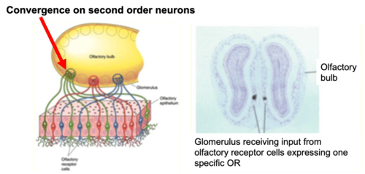 <p>Each glomerulus of the olfactory bulb receives input from ...?</p>