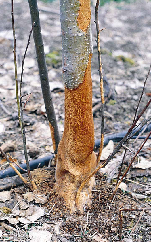 <p><span>The act of a mammal chewing a continuous ring of bark from around the circumference of a tree or shrub. This behavior, which is most often seen in rodents and deer, can kill the tree by severing the vascular tissues that transport water and nutrients.&nbsp;</span></p><p><span>Beavers,&nbsp;rabbits,&nbsp;voles,&nbsp;and&nbsp;deer&nbsp;are known to girdle trees by stripping or gnawing the bark.&nbsp;</span></p>