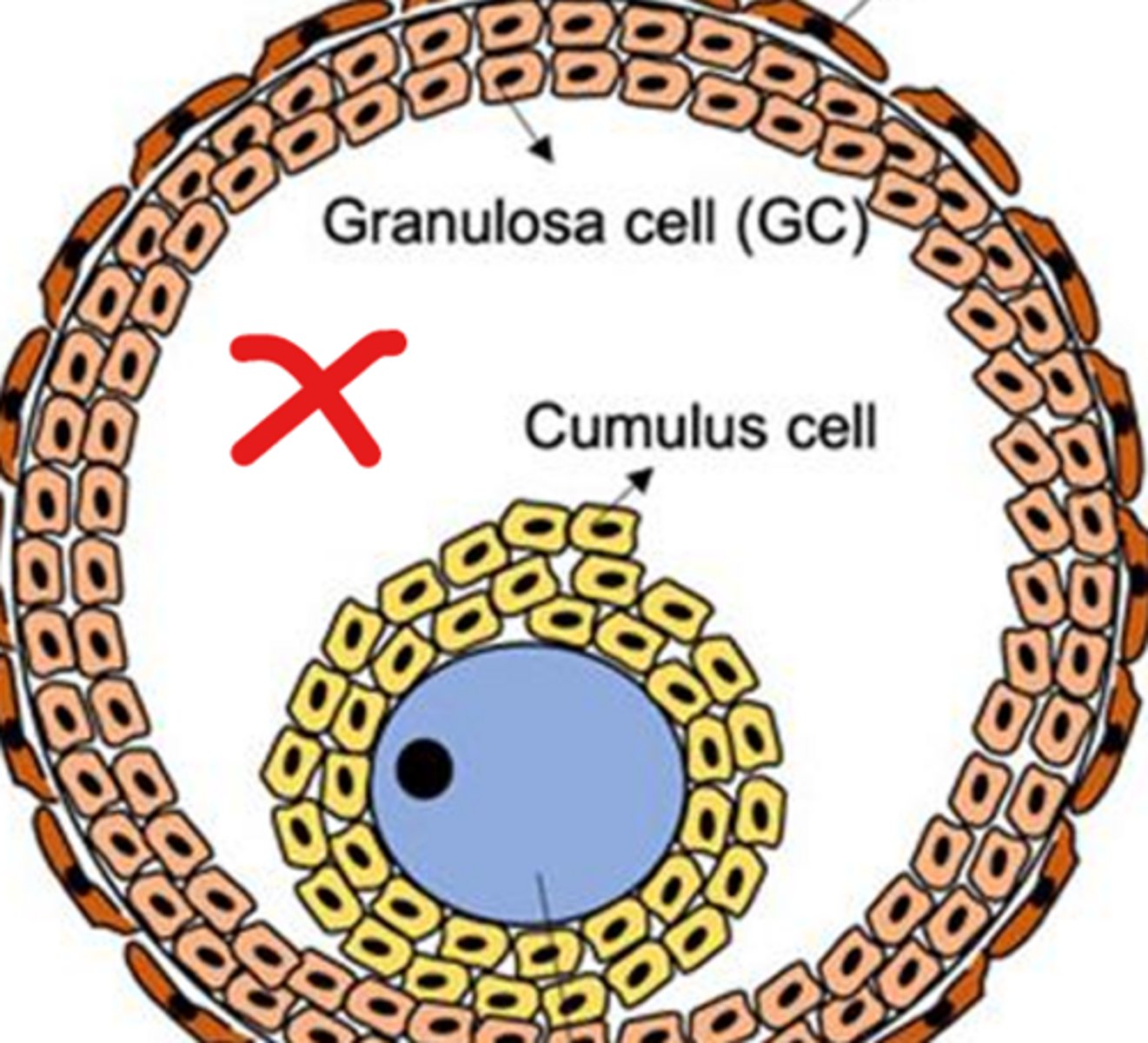 <p>the fluid filled space, marked by the X, is called the _____</p>