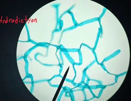 <p>What is hydrodicton’s body form and environment?</p>