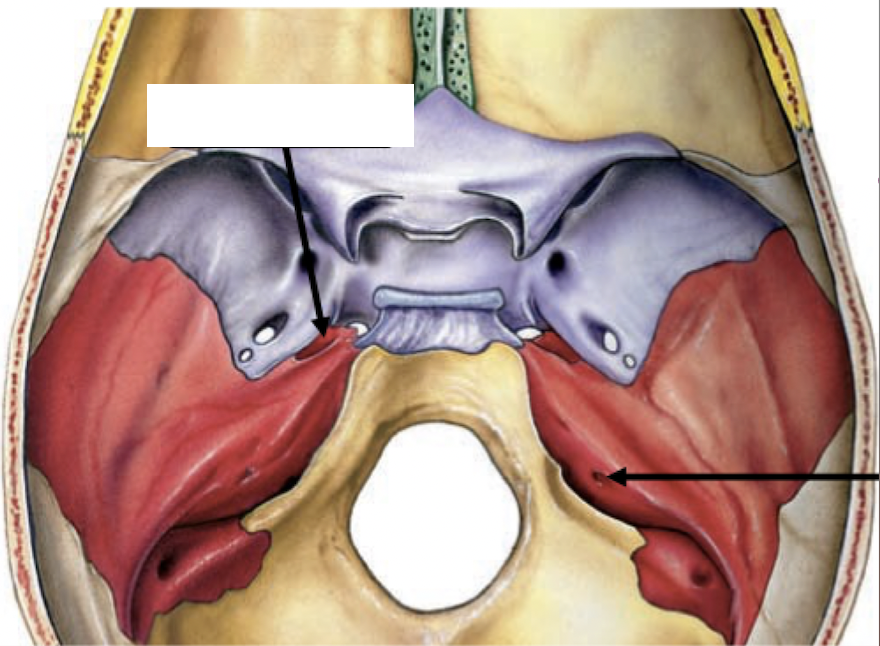 <p>Skull Foramina: Temporal Bone</p>