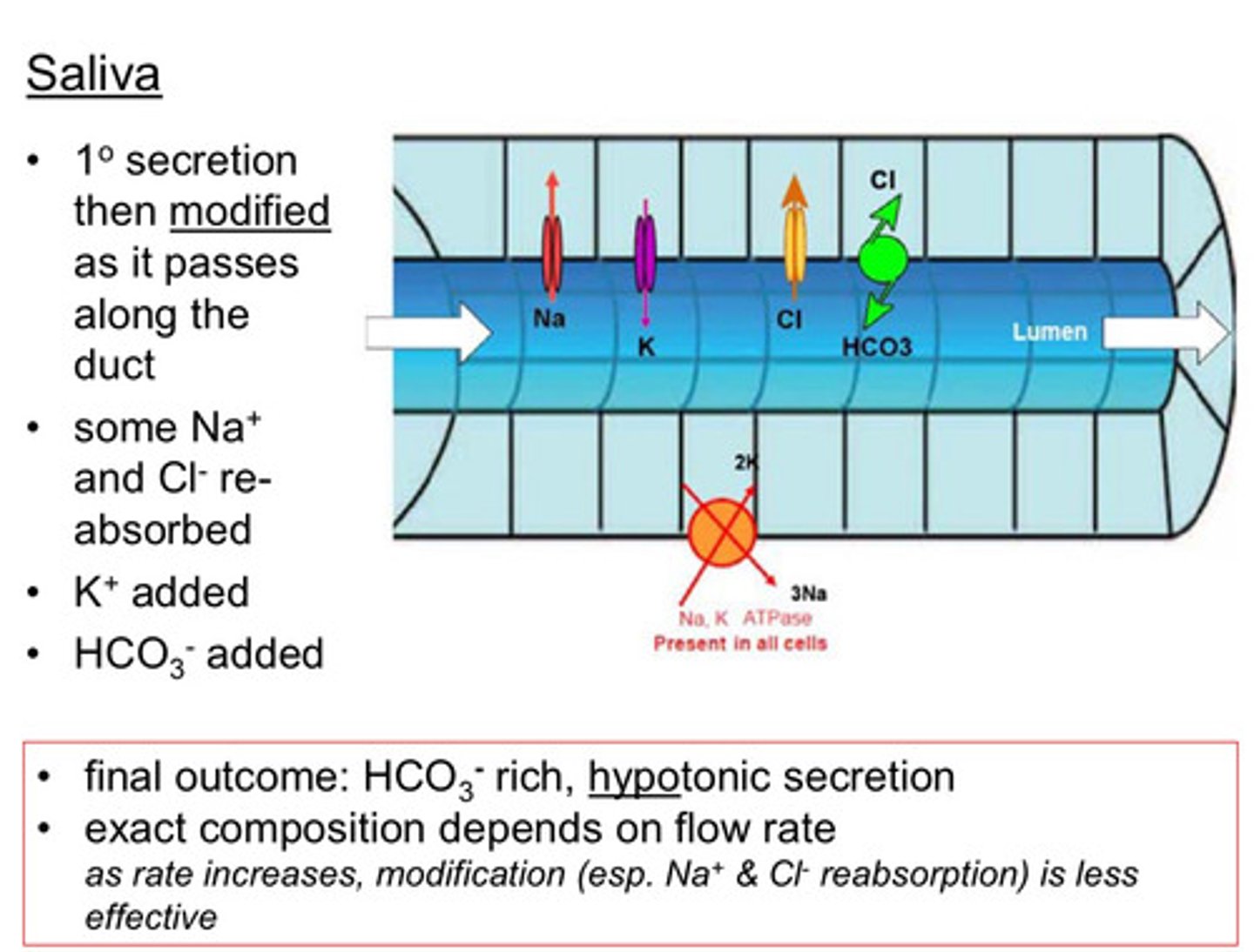 <p><strong><mark data-color="red" style="background-color: red; color: inherit"><u>Modification Process:</u></mark></strong></p><ul><li><p>As the primary secretion travels through the salivary duct, it is modified based on the <mark data-color="red" style="background-color: red; color: inherit">mouth's needs (e.g., to neutralize pH or adjust ion balance):</mark></p><ul><li><p><strong>Na+ and Cl- Reabsorption:</strong> Some sodium and chloride are reabsorbed to adjust <mark data-color="red" style="background-color: red; color: inherit">adjust ion concentration balance.</mark></p></li><li><p><strong>K+ and HCO3- Addition:</strong> Potassium and bicarbonate are added to the <mark data-color="red" style="background-color: red; color: inherit">secretion to neutralise pH</mark></p></li></ul></li><li><p><strong>T</strong>hese changes <strong><mark data-color="purple" style="background-color: purple; color: inherit">help tailor saliva for functions like buffering (via HCO3-) or maintaining oral environment.</mark></strong></p></li></ul><p><strong>Final Outcome:</strong></p><ul><li><p>The final saliva is <strong><mark data-color="yellow" style="background-color: yellow; color: inherit">hypotonic</mark></strong> (Lower solute concentration than plasma) and <strong><mark data-color="yellow" style="background-color: yellow; color: inherit">bicarbonate-rich</mark></strong><mark data-color="yellow" style="background-color: yellow; color: inherit">, aiding in neutralizing acids in the mouth.</mark></p></li></ul><p><strong>Flow Rate Impact:</strong></p><ul><li><p><strong><mark data-color="red" style="background-color: red; color: inherit">Higher Flow Rates:</mark></strong> At <strong><mark data-color="red" style="background-color: red; color: inherit">FASTER </mark></strong>flow rates <strong>(e.g., <mark data-color="red" style="background-color: red; color: inherit">before vomiting</mark>, when salivary glands are highly active)</strong>, there’s <strong><mark data-color="red" style="background-color: red; color: inherit">LESS </mark></strong><mark data-color="red" style="background-color: red; color: inherit">time for modification</mark>. <mark data-color="blue" style="background-color: blue; color: inherit">Less Na+ and Cl- are reabsorbed, leading to a saltier taste (practical example: saliva tasting salty before being sick).</mark></p></li><li><p><strong><mark data-color="green" style="background-color: green; color: inherit">Lower Flow Rates:</mark></strong> <strong><mark data-color="green" style="background-color: green; color: inherit">MORE</mark> </strong>time for modification results in <mark data-color="green" style="background-color: green; color: inherit">greater Na+ and Cl- reabsorption and a higher HCO3- concentration.</mark></p></li></ul><p></p>