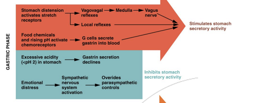 <p>Distension, pH &amp; hormones:</p><p>The entry of bolus into the stomach and involves short reflex control of digestion</p><ul><li><p>Short reflexes &amp; hormones</p></li><li><p>Stomach responds in the presence of proteins</p></li></ul><p></p>