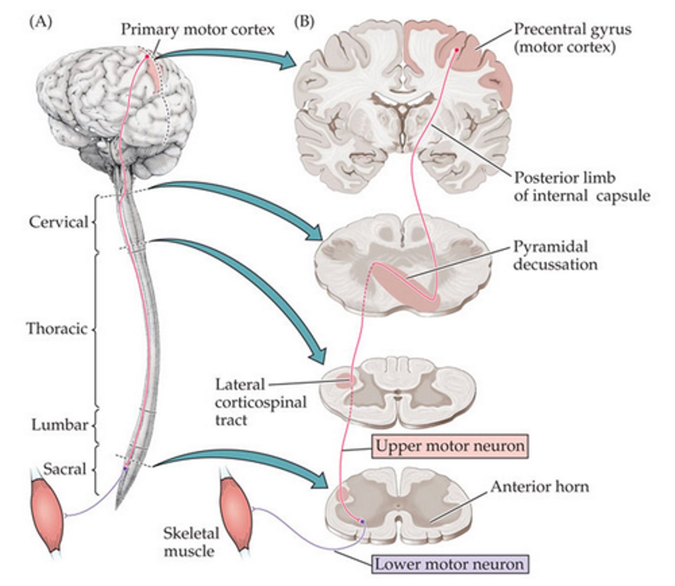 <p>Descending tract whose fibers conduct motor impulses to skeletal muscles</p><p>Synapse on LMN of the spinal cord</p><p>Lateral and ventral</p><p>Damage = contralateral hemiparesis of trunk and extremities</p>