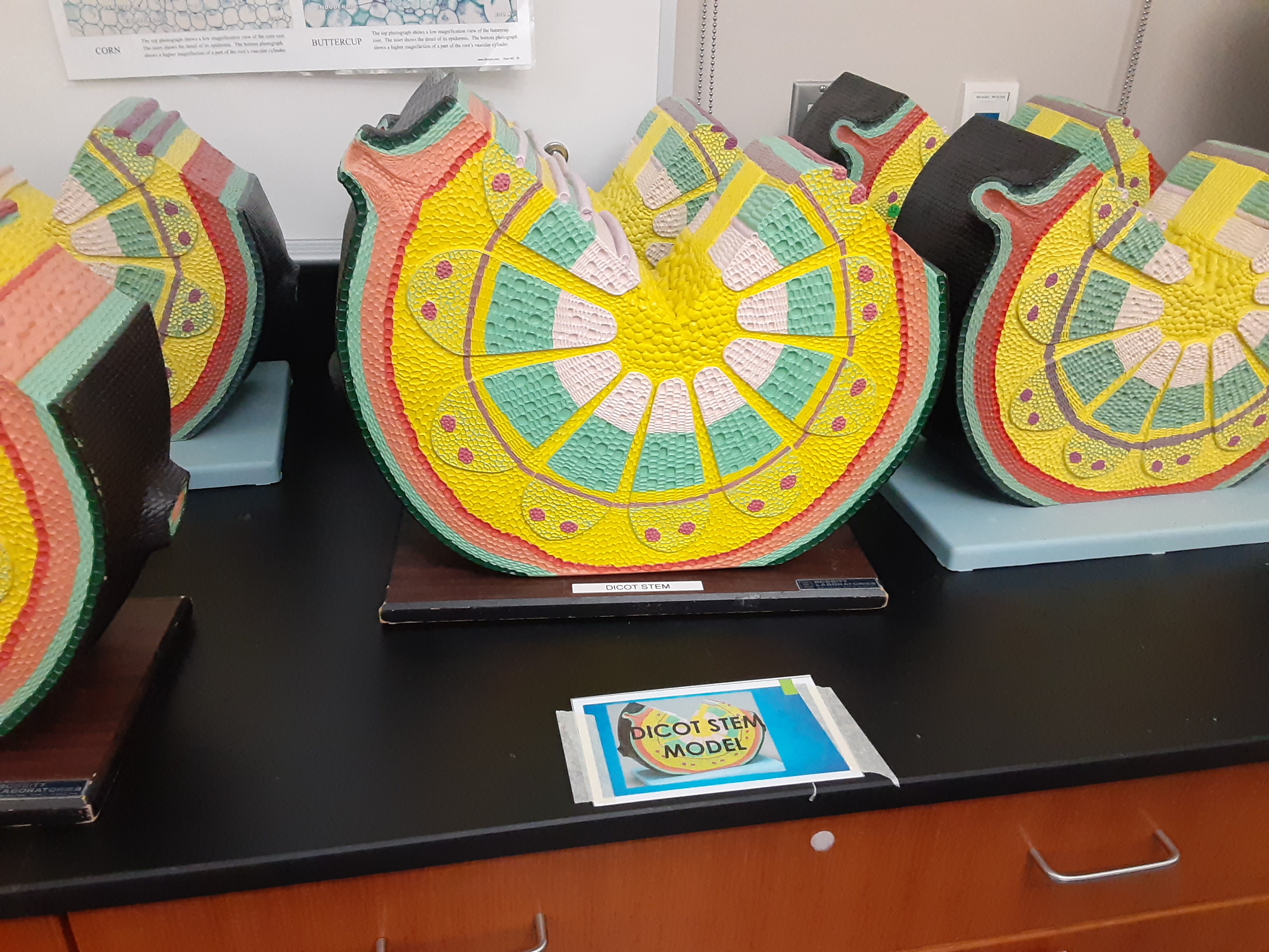 <p>The white xylem is for what season? </p>