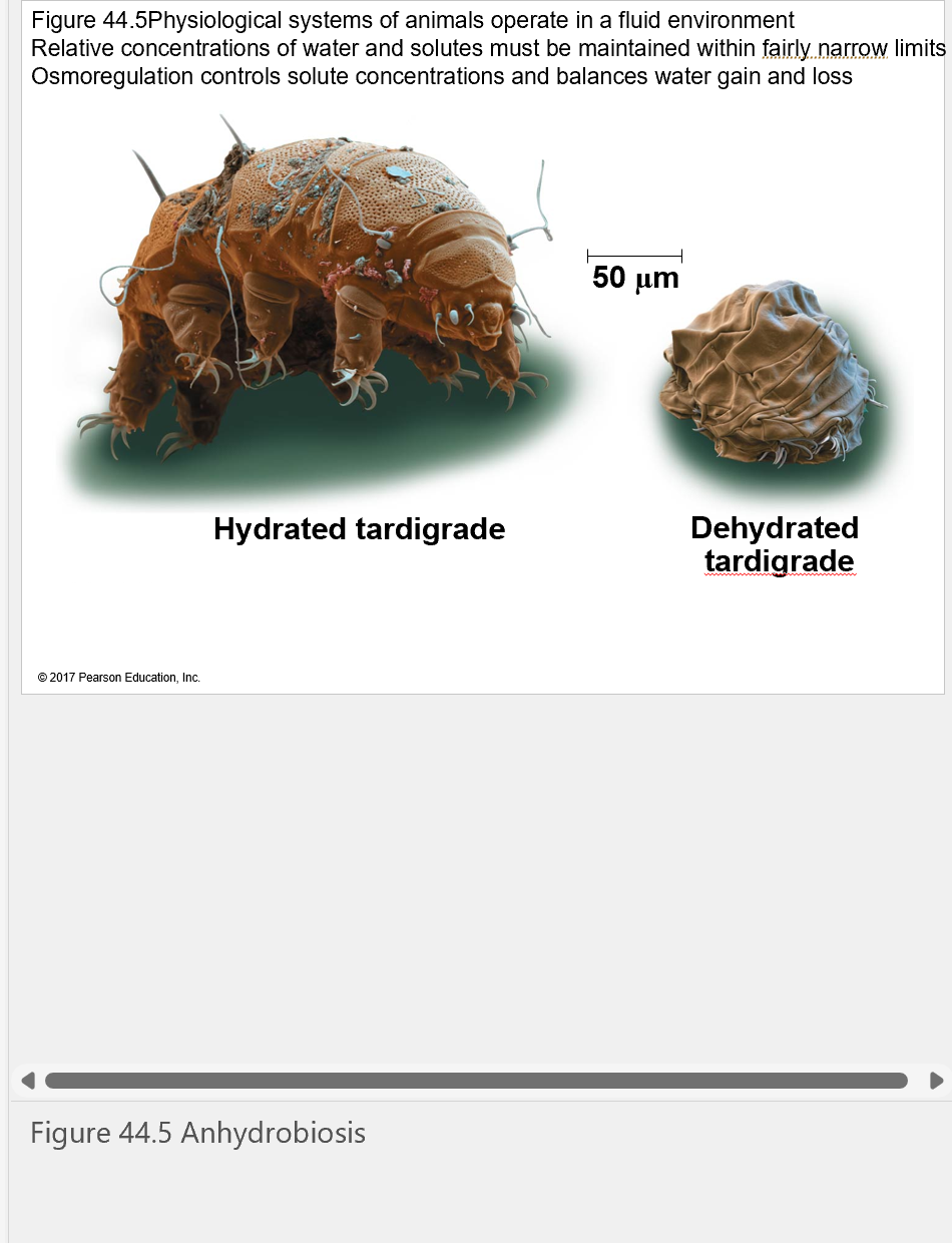 <p>what happens to a tardigrade when dehydrated? </p>