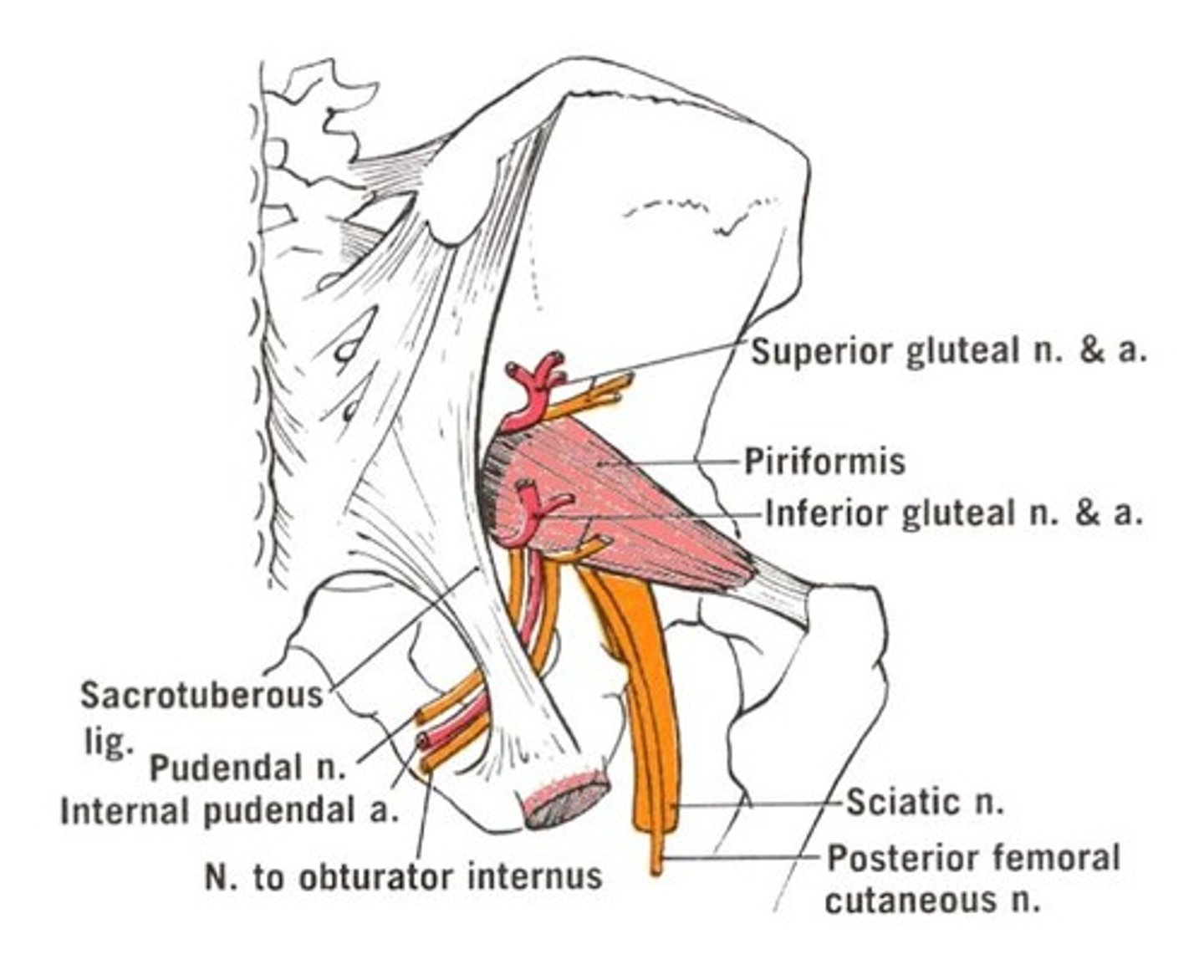 <p>S1, S2, S3</p>