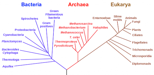 <p><span>Look at the figure above. Which two domains are most closely related?</span></p>