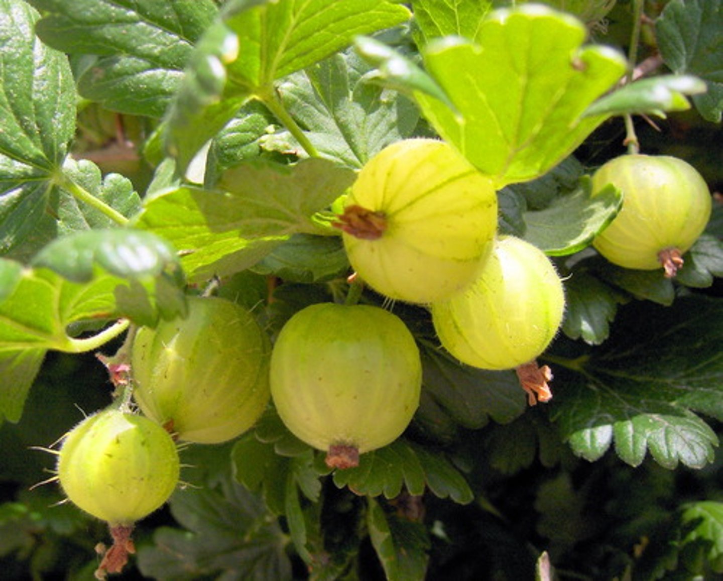 <p>gooseberry</p><p>Family: Saxifragaceae</p>