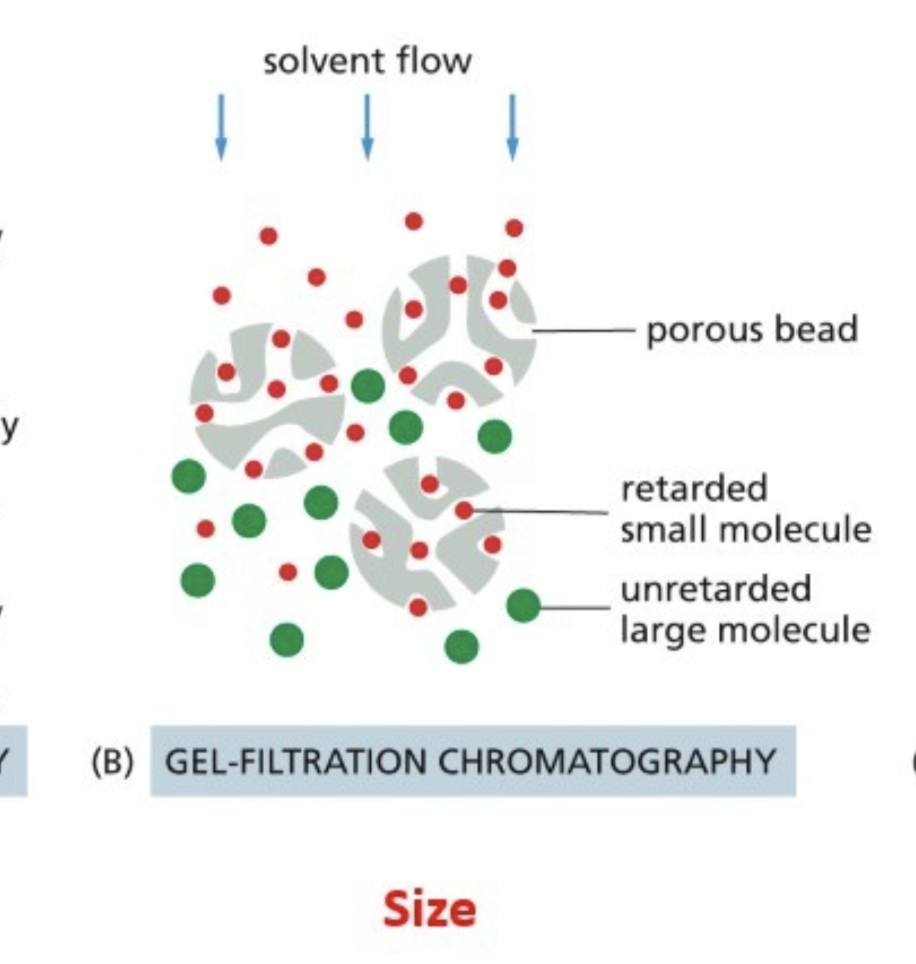 <p>Beads have pores of a certain size, which trap proteins of a certain size</p>