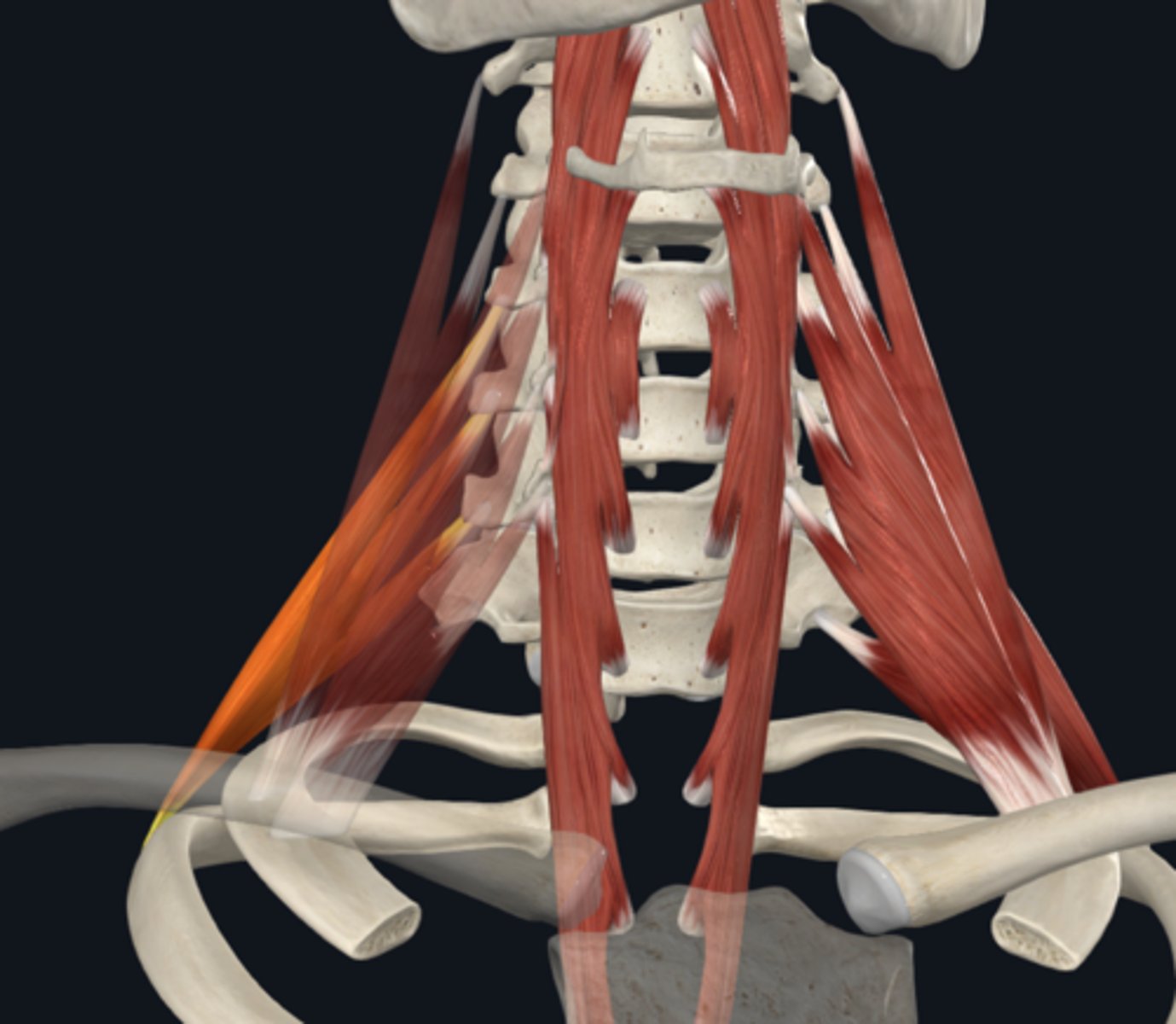 <p>What does the posterior scalene muscle of the prevertebral muscles attach to and what is its function?</p>