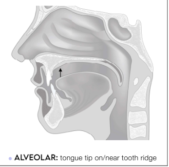 <p>tongue tip on/near tooth ridge</p>