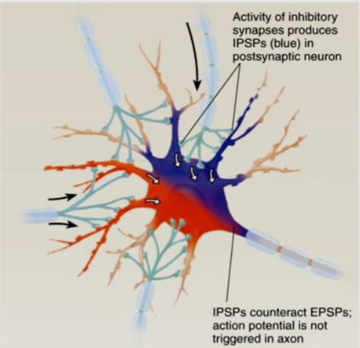 <ul><li><p>it is the interaction between excitatory and inhibitory synapses on a neuron</p></li><li><p>IPSPs decrease the likelihood that a neuron will fire</p></li><li><p>When EPSPs and IPSPs occurs at the same time, the influx of negatively charged chloride ions diminish the impact of the positively charged sodium ions</p></li></ul><p></p>