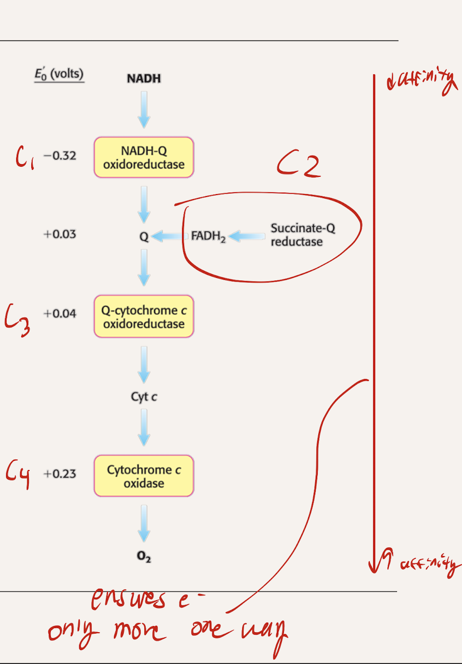 <p>Complex 4 → highest reduction potential (most positive)</p><p>Complex 1 → Lowest reduction potential (most negative)</p><p></p><p>Negative RP → low affinity (wants to give up electrons)</p><p>Positive RP → high affinity (wants electrons)</p><p></p><p>Downhill flow from negative to positive releases energy</p>