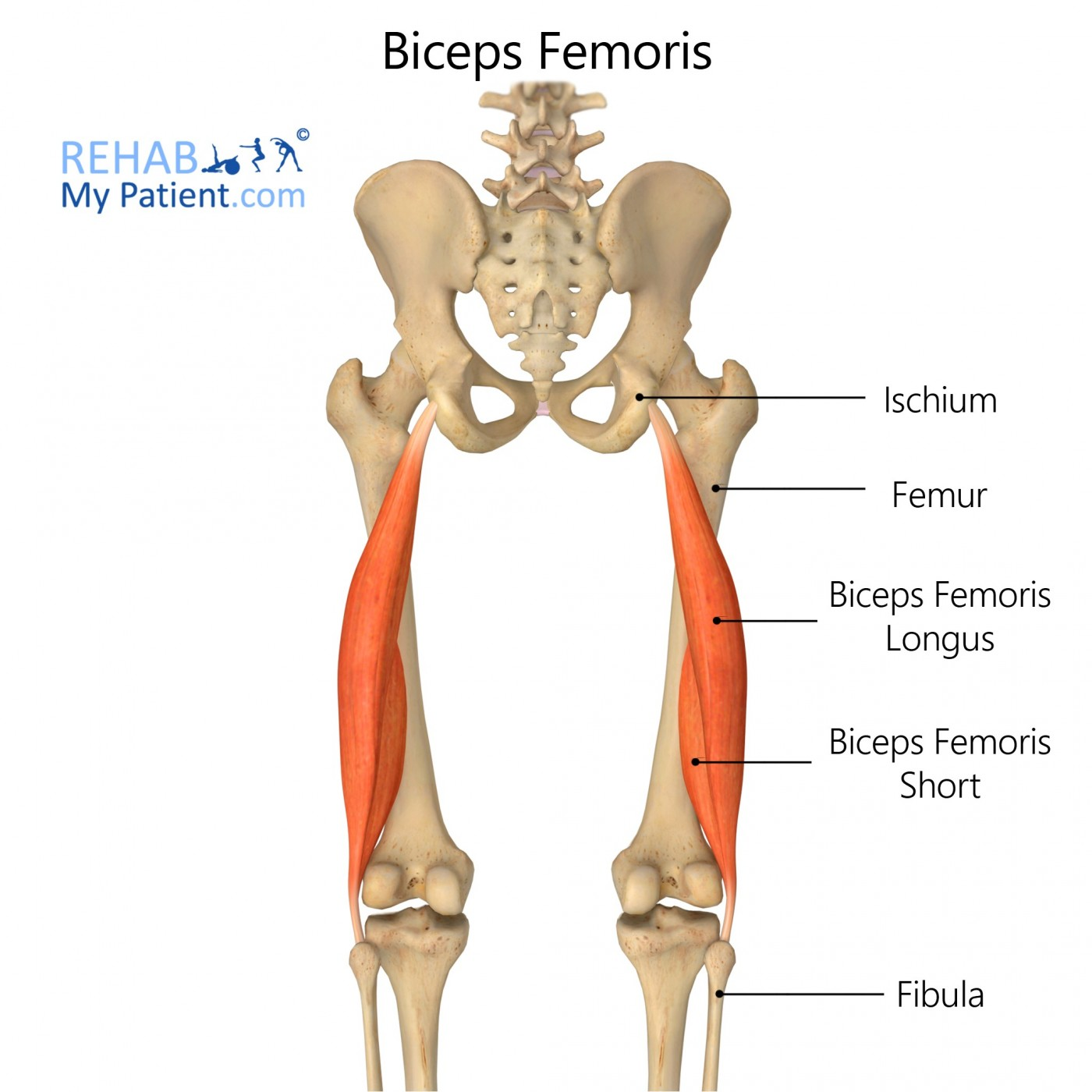 <p>Biceps femoris</p>