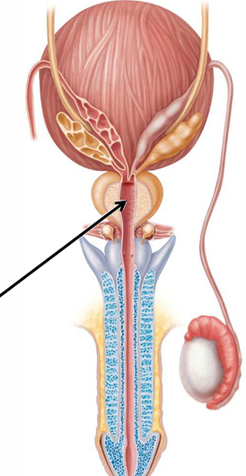 <p>Through prostate gland</p>