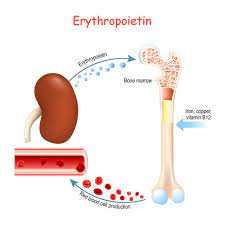 <p>What is Erythropoietin and what does it do?</p>