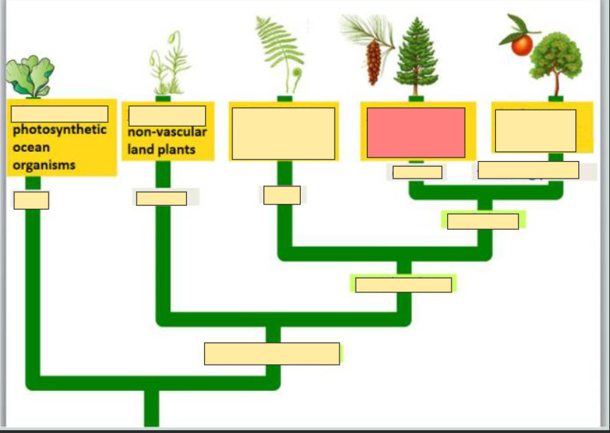 <p>pollen and naked seeds</p>