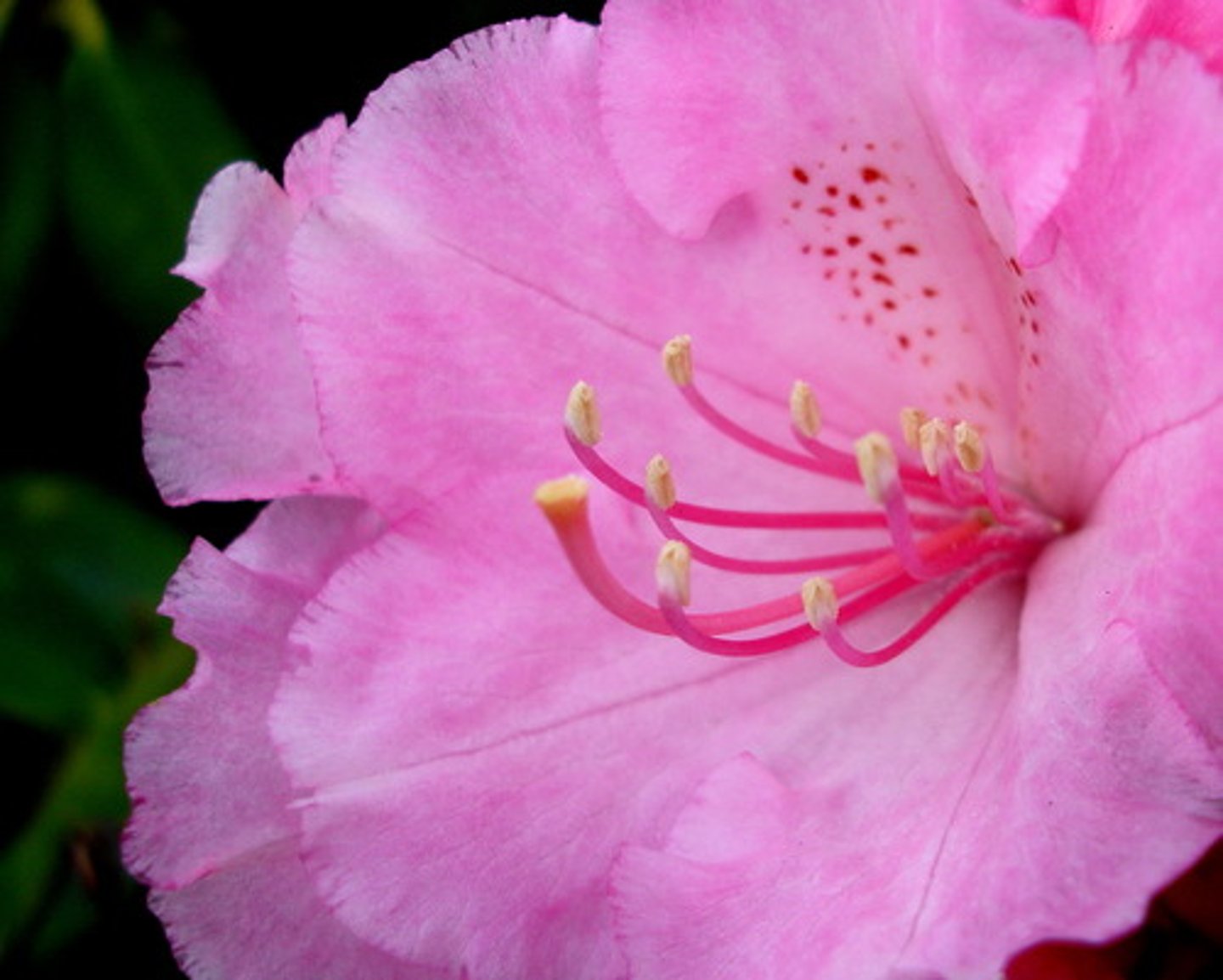 <p>pembe bir çiçek</p><p>a pink flower</p>