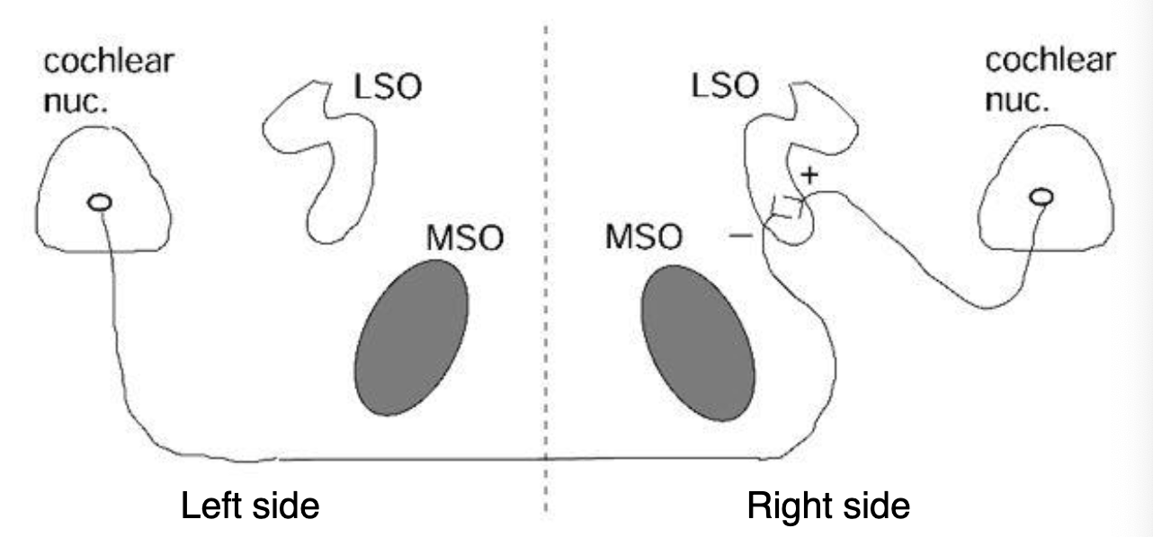 <p>LSO neurons compute the difference between inputs coming from the 2 ears</p>