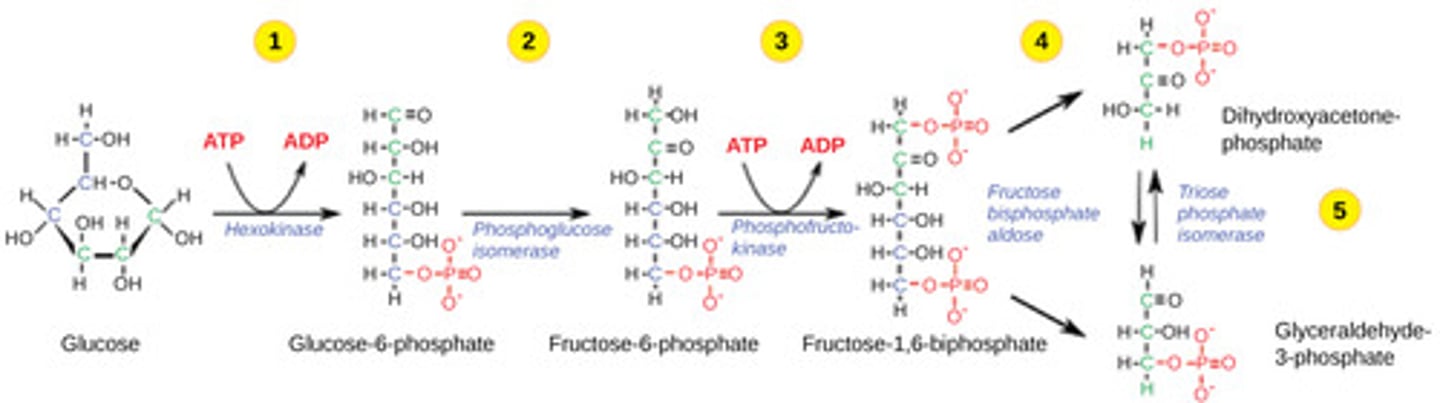 <p>2 ATP</p>