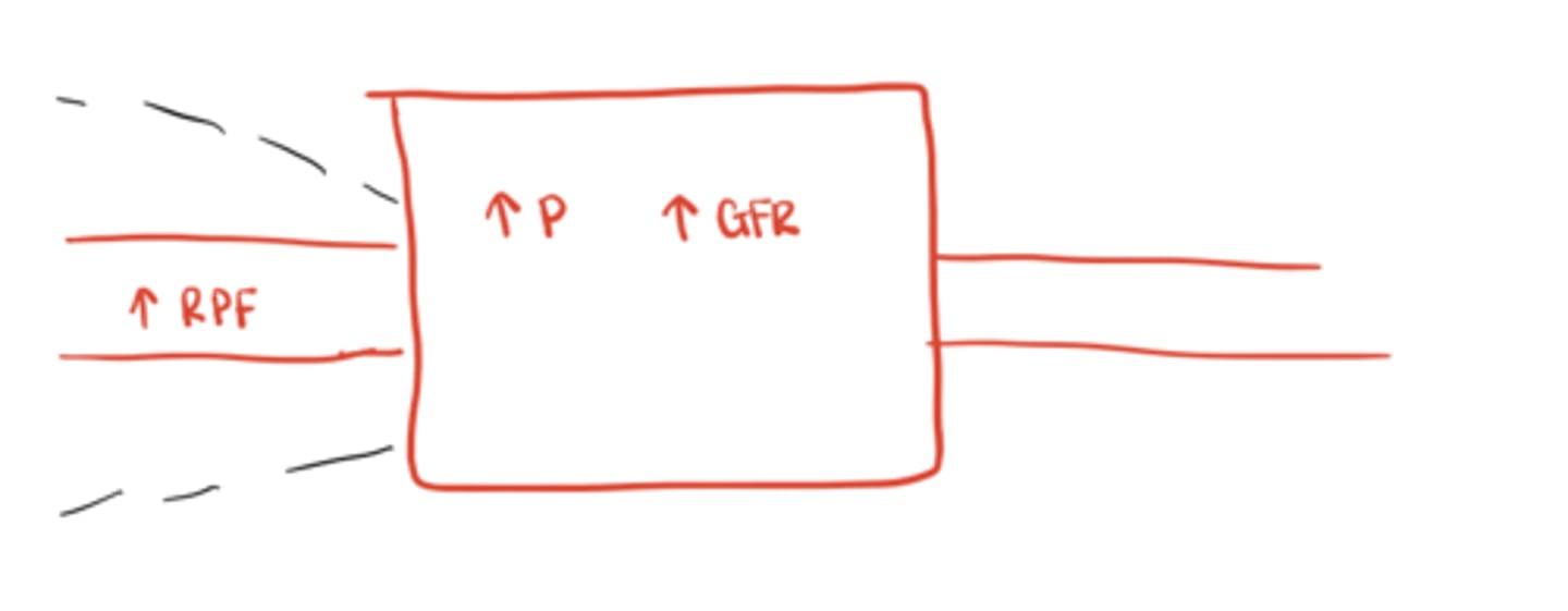 <p>↑ Blood flow and pressure in glomerulus → ↑ GFR</p>