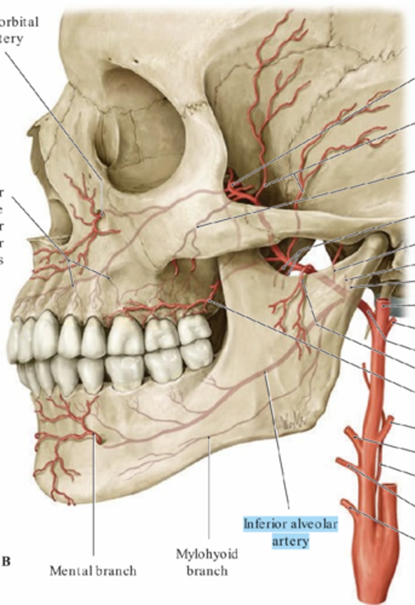<p>Arteria alveolaris inferior</p><p>- Avgår från A. maxillaris, går via foramen mandibula och in i canalis mandibula.</p><p>- Försörjer mandibula och underkäkens tänder &amp; tandkött.</p>