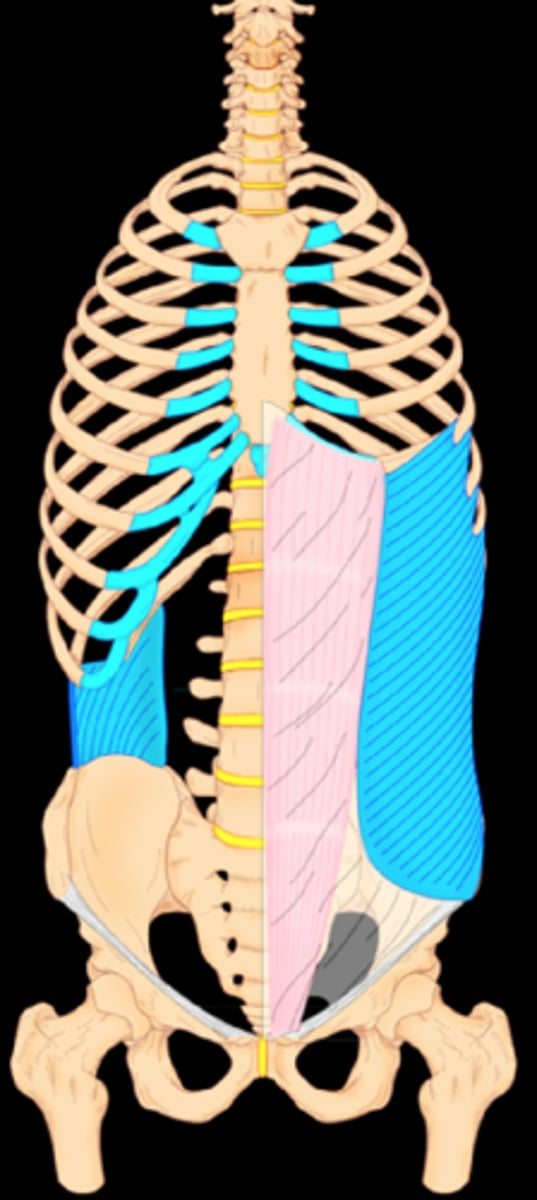 <p>(The pink on the image)</p>