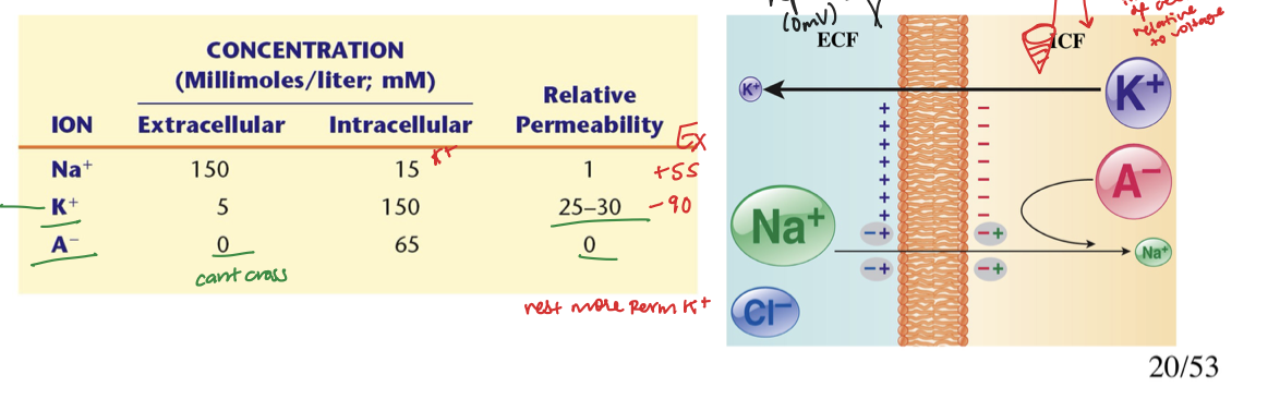 <p>T/F: The interior of a Living cell is more electronegative?</p>