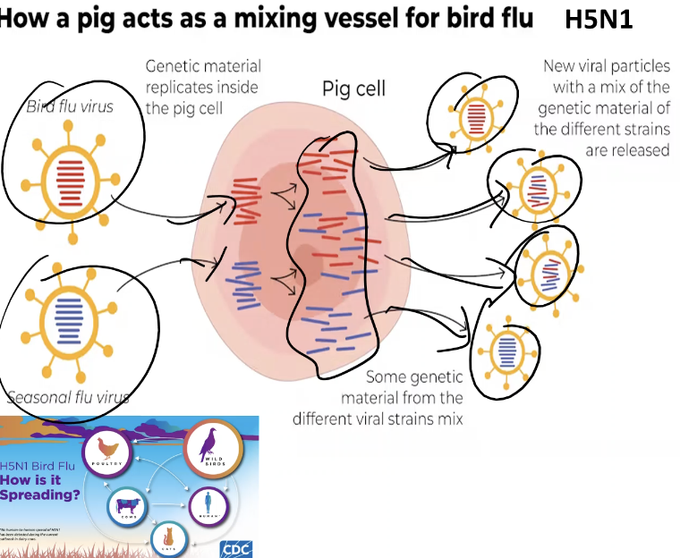 <ul><li><p><span style="font-family: &quot;ADLaM Display&quot;;"><span>Viruses mutate faster because our cells have systems in place for mistakes RNA doesn’t&nbsp;</span></span></p><ul><li><p><span style="font-family: &quot;ADLaM Display&quot;;"><span>RNA</span></span></p></li><li><p><span style="font-family: &quot;ADLaM Display&quot;;"><span>DNA can fix mistakes; not as good</span></span></p></li></ul></li></ul><p></p>