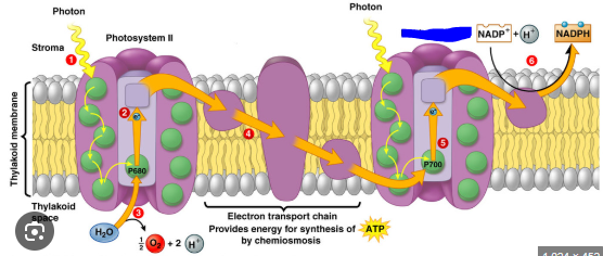<p>The process of P700 gaining excited electrons that then contribute to reducing NADP+ into NADPH. After P700 loses 2 electrons and becomes P700+ it absorbs 2 electron going across molecules into lower energy states, this being the same electrons created during the running of photosystem 2.</p><p>_____ can be attributed to P700.</p><p>This system replenishes electrons by taking the ones flowing down from PS2 along an electron transport chain.</p><p>P700 molecules are transmembrane integral proteins.</p>