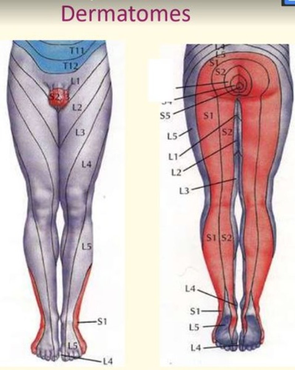<p>Lumbar serves most anterior surfaces</p><p>Sacral serves most posterior surfaces</p>