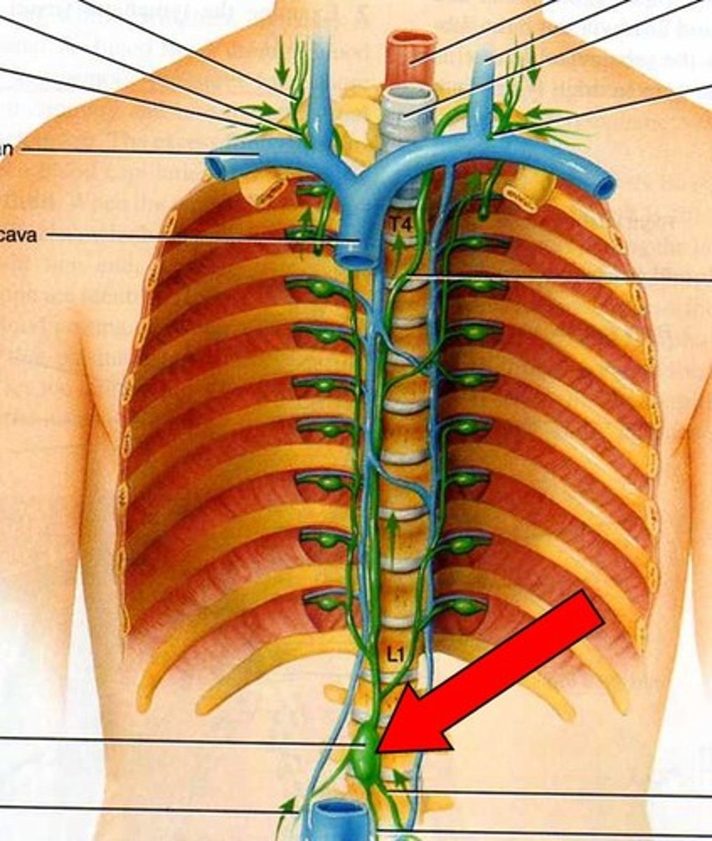 <p>Location: Irregular shaped sac in the posterior, superior abdomen</p><p>Description: Origin of the thoracic duct. Receives lymph from the abdomen, pelvis, and lower limbs</p>