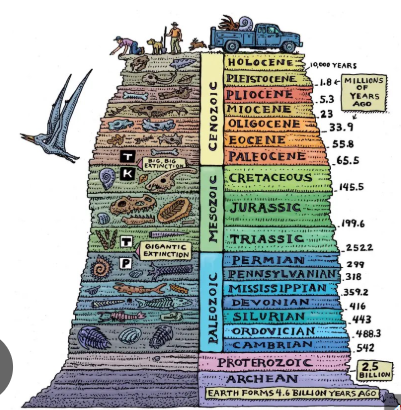 <p>Cambrian, Ordovician, Silurian, Devonian, Carboniferous (Mississippian, Pennsylvanian), Permian, Triassic, Jurassic, Cretaceous, Paleocene, Eocene, Oligocene, Miocene, Pliocene, Holocene</p><p></p><ul><li><p>paleozoic (Cambrian, Ordovician, Silurian, Devonian, Mississippian, Pennsylvanian, Permian)</p></li><li><p>Mesozoic (Triassic, Jurassic, Cretaceous)</p></li><li><p>Cenozoic (Paleocene, Eocene, Oligocene, Miocene, Pliocene, Holocene)</p></li></ul><p><strong><span>C</span></strong><span>amels </span><strong><span>O</span></strong><span>ften </span><strong><span>S</span></strong><span>it </span><strong><span>D</span></strong><span>own </span><strong><span>C</span></strong><span>arefully (mississippian, pennsylvanian) </span><strong><span>P</span></strong><span>erhaps </span><strong><span>T</span></strong><span>heir </span><strong><span>J</span></strong><span>oints </span><strong><span>C</span></strong><span>reak.</span></p><p><strong><span>P</span></strong><span>ut </span><strong><span>E</span></strong><span>ggs </span><strong><span>O</span></strong><span>n </span><strong><span>M</span></strong><span>y </span><strong><span>P</span></strong><span>late </span><strong><span>P</span></strong><span>lease, </span><strong><span>H</span></strong><span>enry</span></p>
