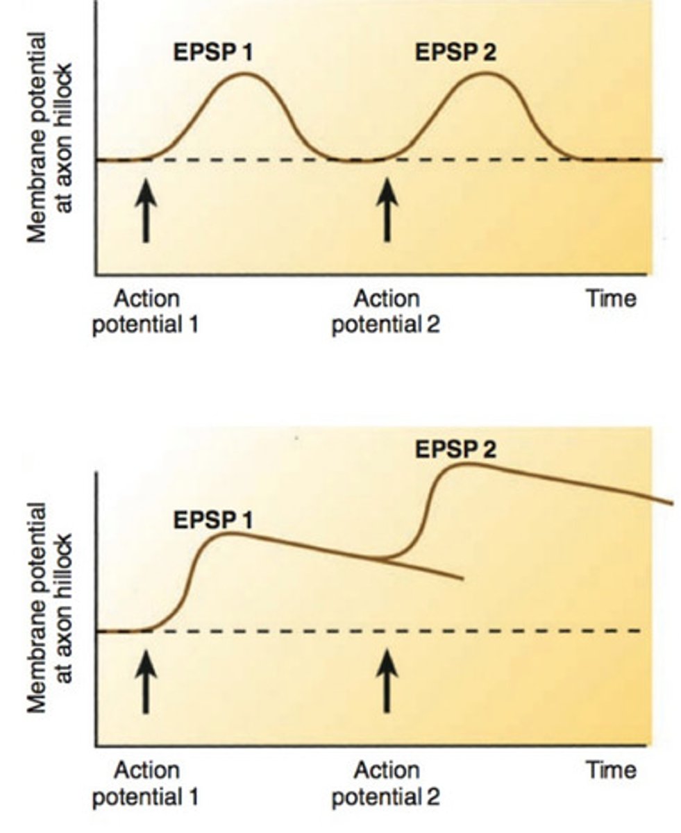 <p>depolarizing, increases the likelihood of action potential firing (Ach, glutamate)</p>