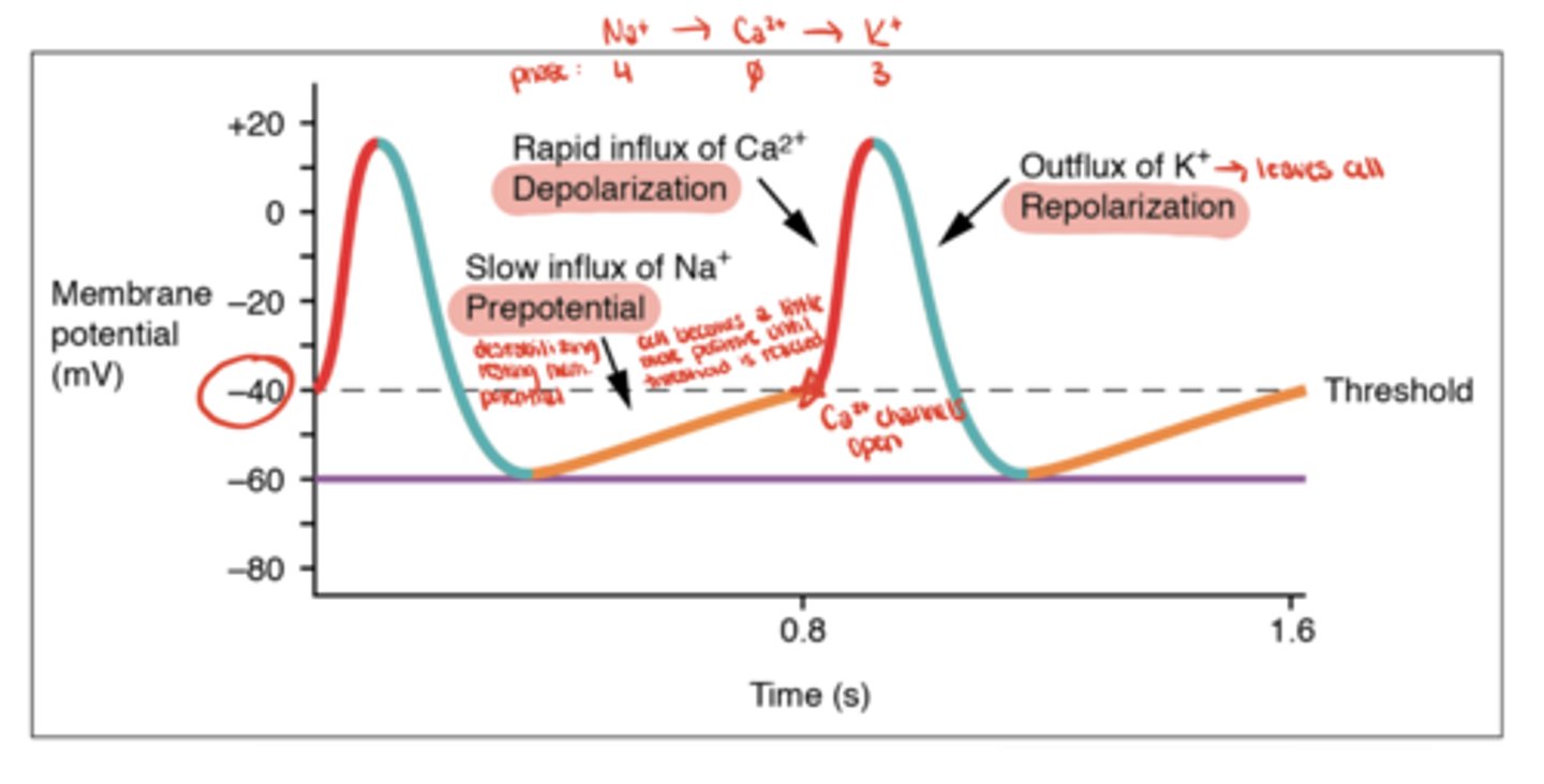 <p>Na⁺ leak via HCN channels (funny current)</p>