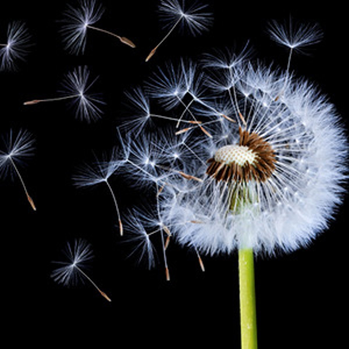 <p>(v) To scatter or spread widely.</p>