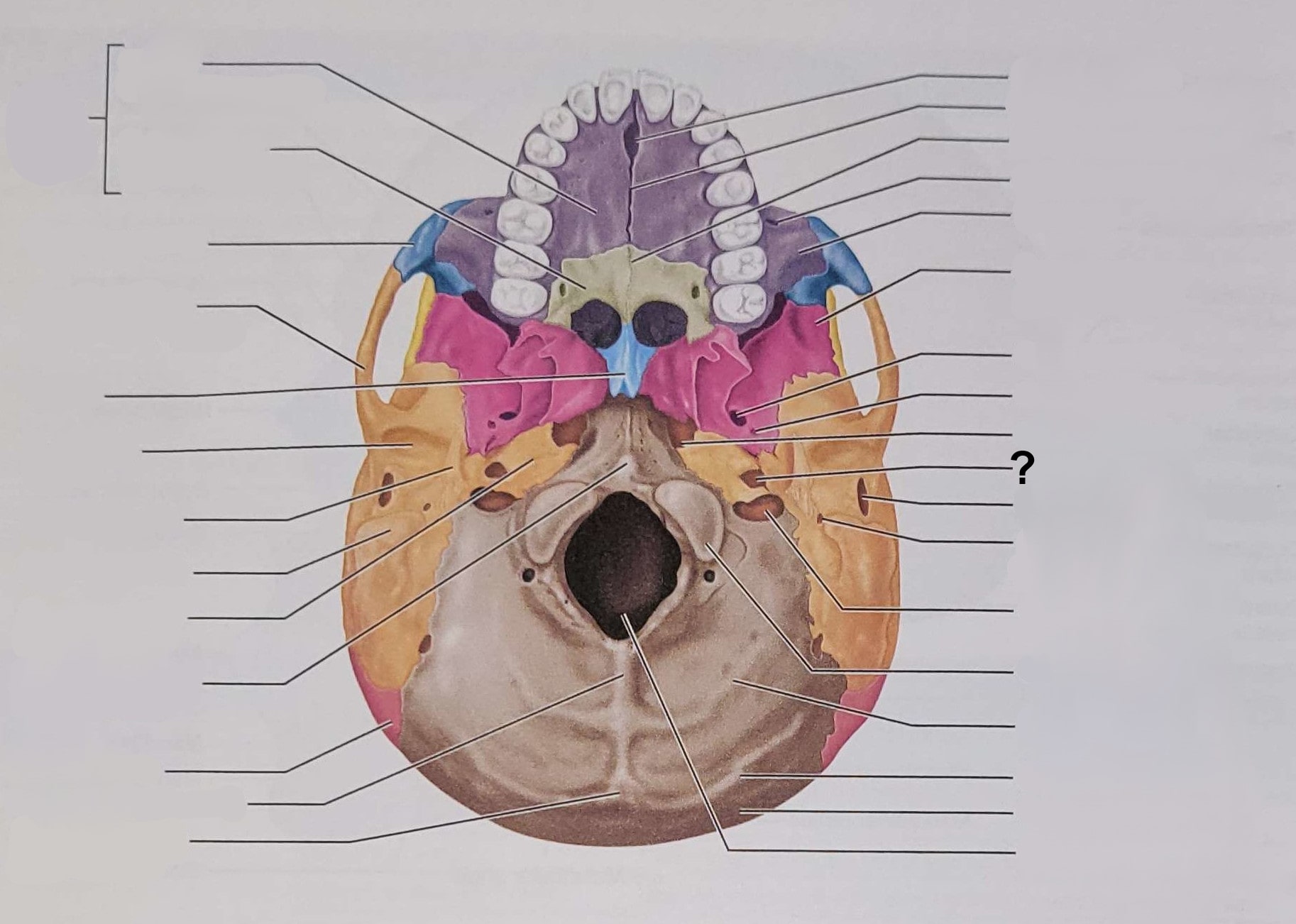 <p>Name the indicated structure</p>