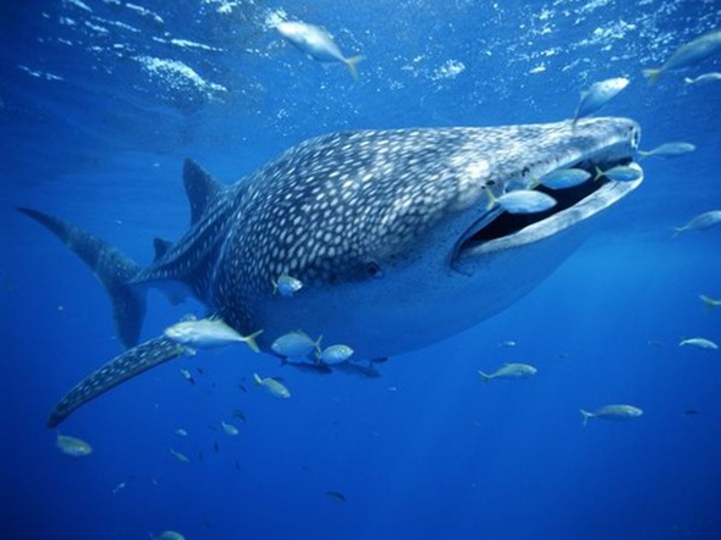 <p>open blue water where animals dwell</p><p>ex: basking shark, whale shark</p>