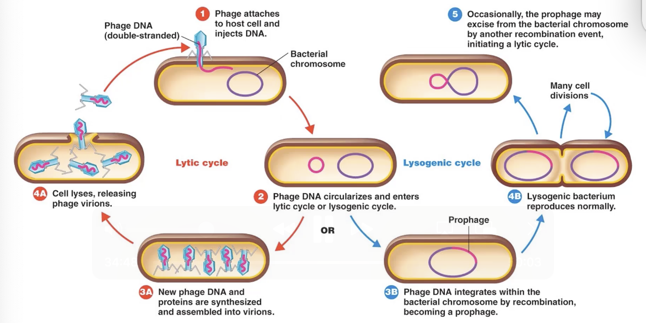 <p>What are the steps in the lysogenic replication cycle?</p><p></p>