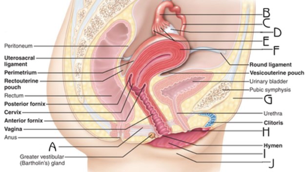 <p>What structure is indicated by F</p>