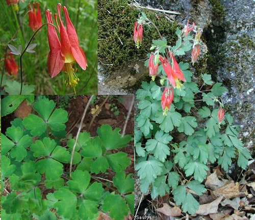 <p>Columbine (Ranunculaceae)</p>