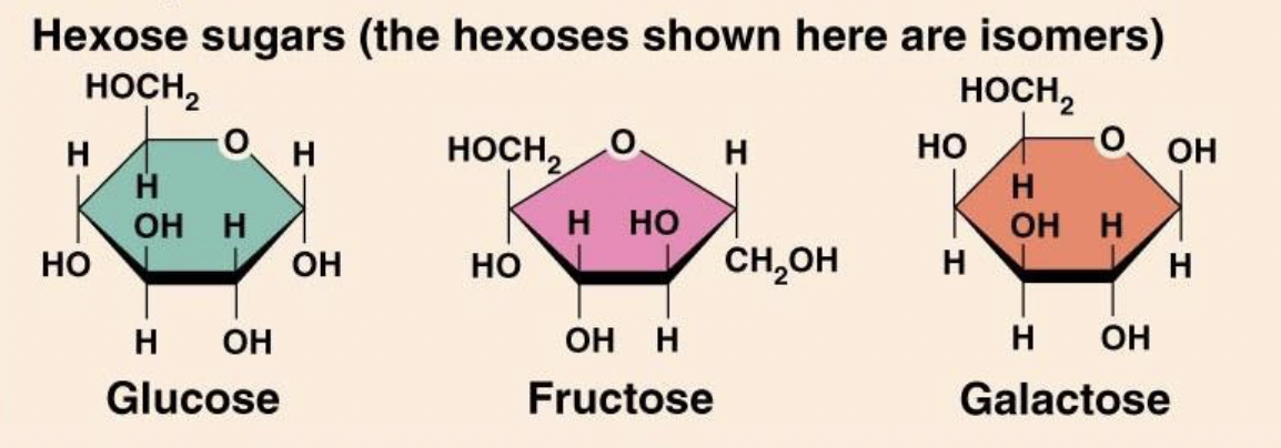 <ul><li><p><strong>GFG</strong></p></li><li><p><strong>Glucose</strong> (main blood sugar, found in most fruit and honey)</p></li><li><p><strong>Fructose </strong>(found in fruit and honey)</p></li><li><p><strong>Galactose </strong>(milk and sugar)</p></li></ul><p></p>