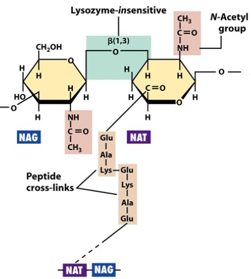 <p><mark data-color="red">Pseudopeptidoglycan</mark></p><p>Can you label, describe and explain what this diagram is/shows?</p>