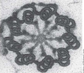 <p>How are centrosioles organized?</p>