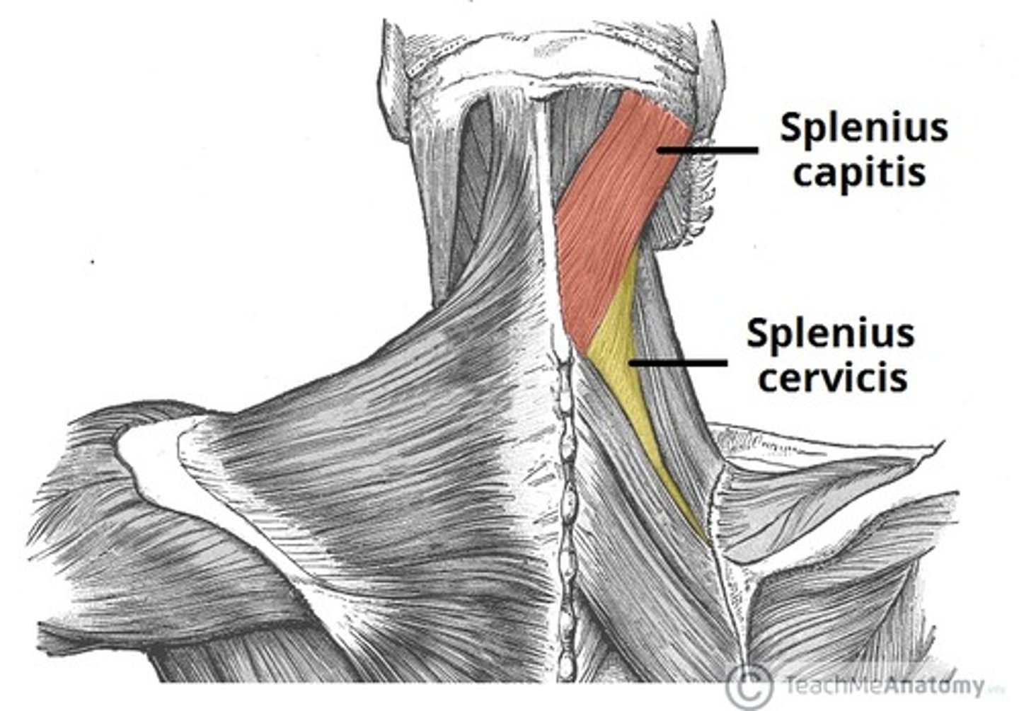 <p>- splenius capitus</p><p>- splenius cervicis</p>