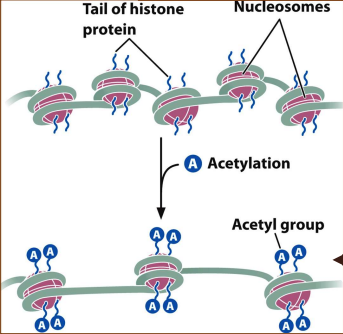 ex. H4K16Ac=histone H4 lysine #16 acetylated---> associated with actively transcribed DNA 
- DNA is less tightly bound: more accessible to transcription factors 
- Acetylated lysine creates binding sites for specific activators 