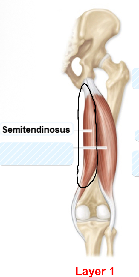 <p>semitendinosus</p>