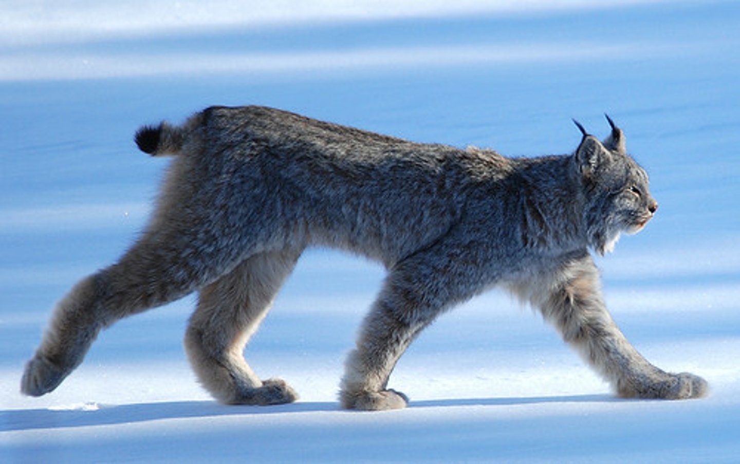 <p>Canada lynx</p>